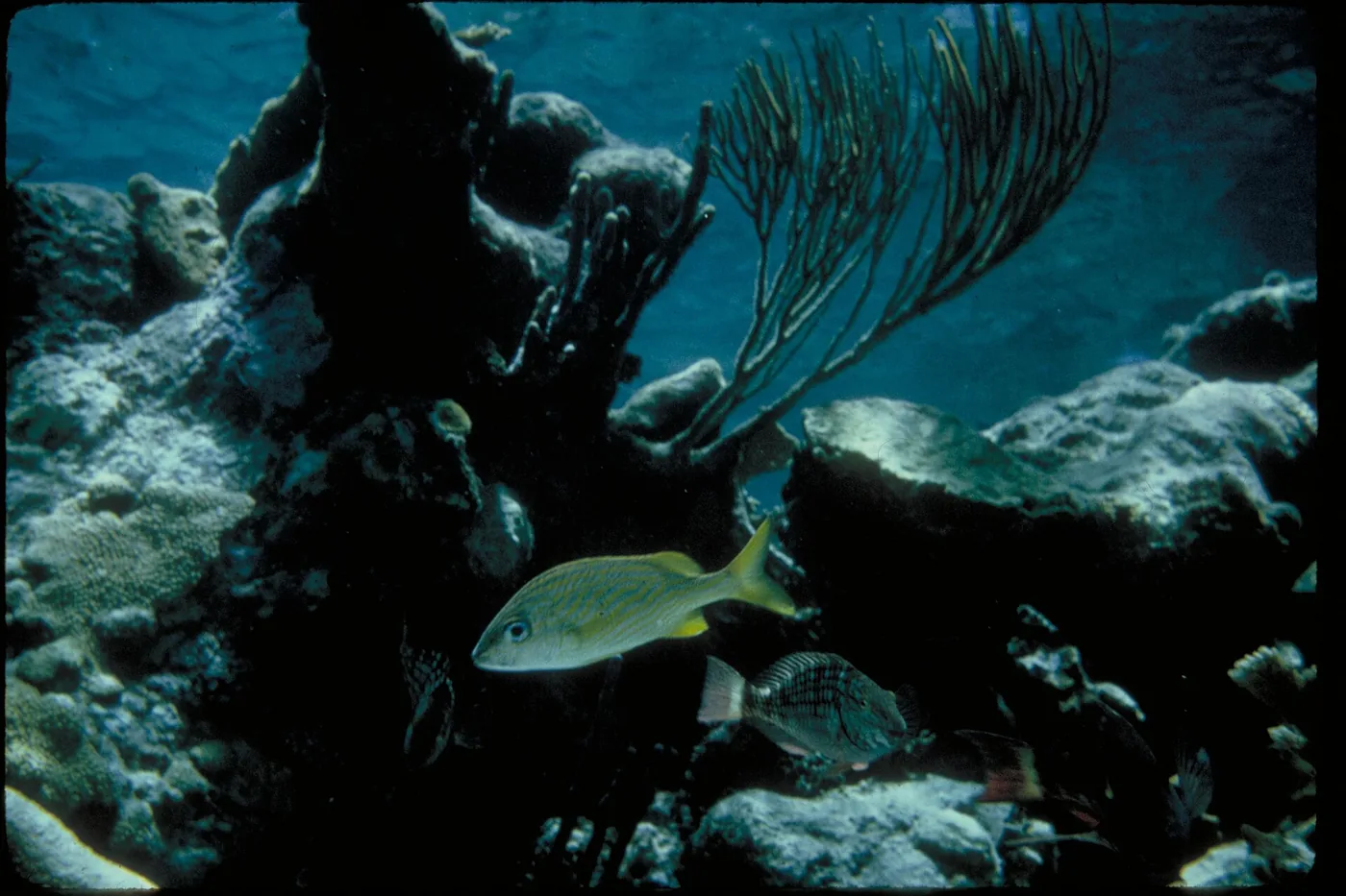 Buceo certificado en Barú