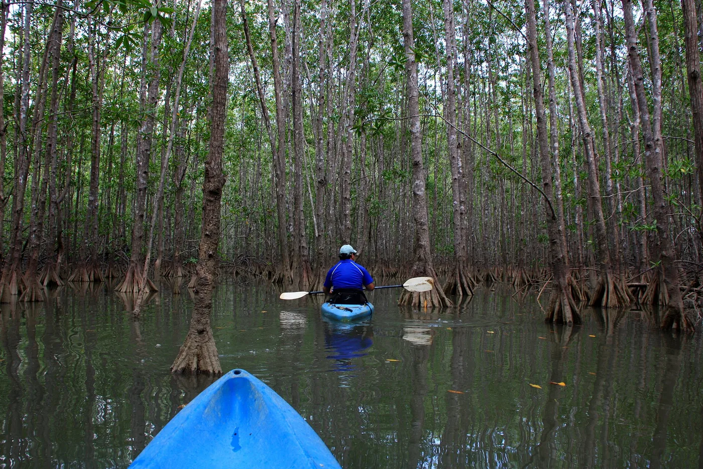 Kayak por los manglares de La Boquilla
